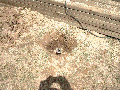 goeje 100.gif